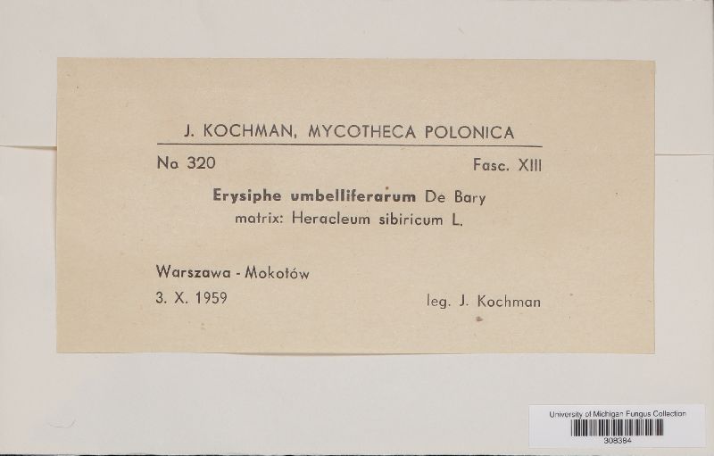 Erysiphe heraclei image