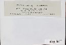 Microsphaera alni var. ludens image