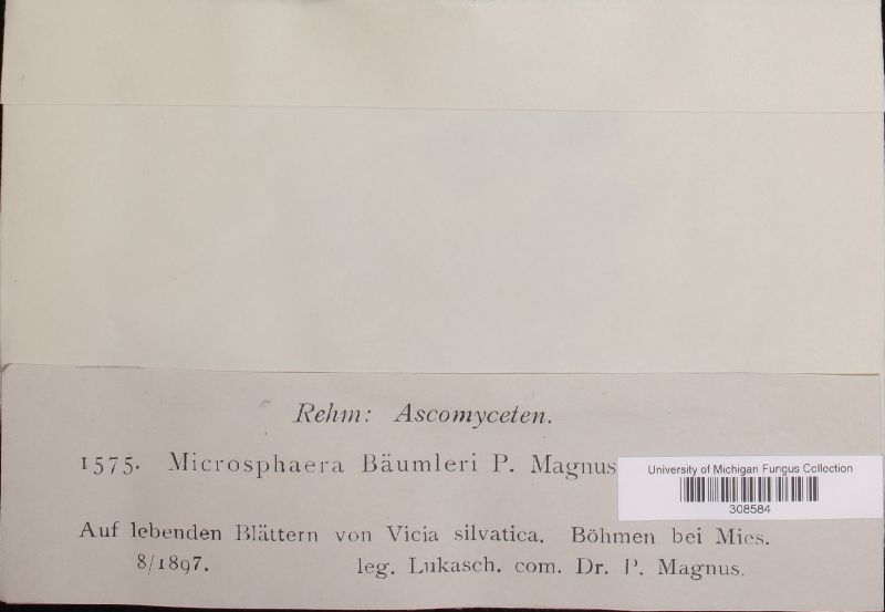Microsphaera baeumleri image