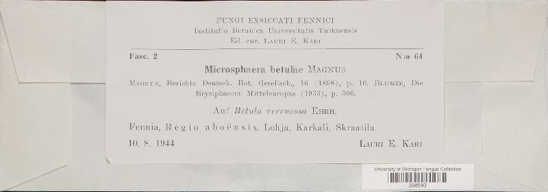 Microsphaera betulae image