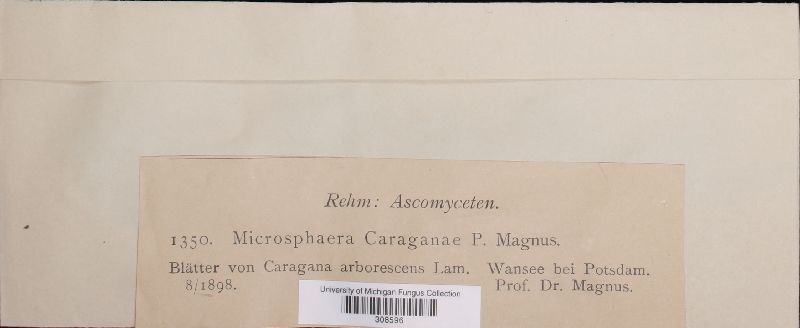 Microsphaera caraganae image