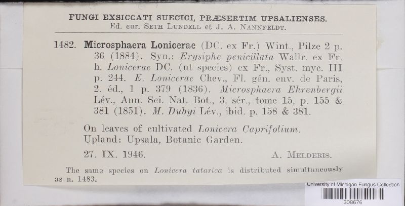 Microsphaera lonicerae image