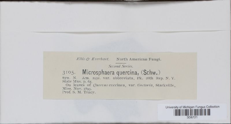 Microsphaera quercina image