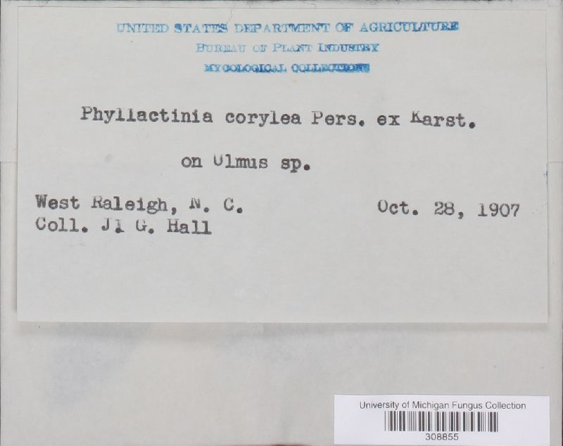 Phyllactinia guttata image