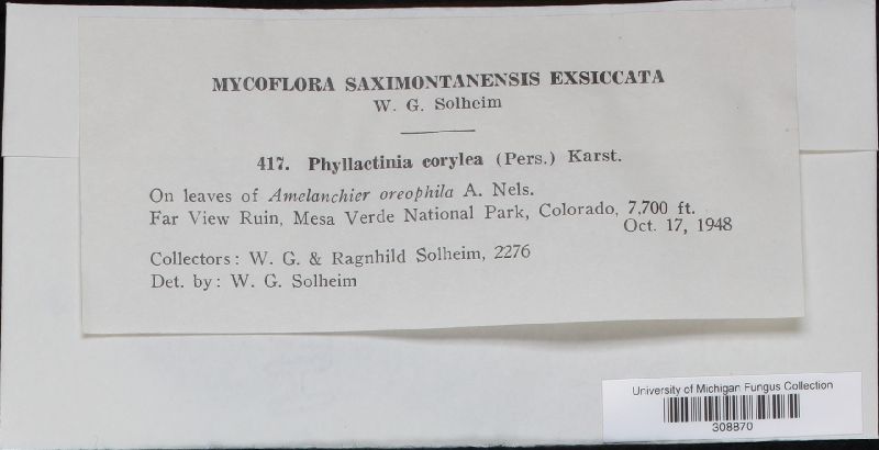 Phyllactinia guttata image