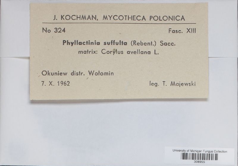 Phyllactinia guttata image