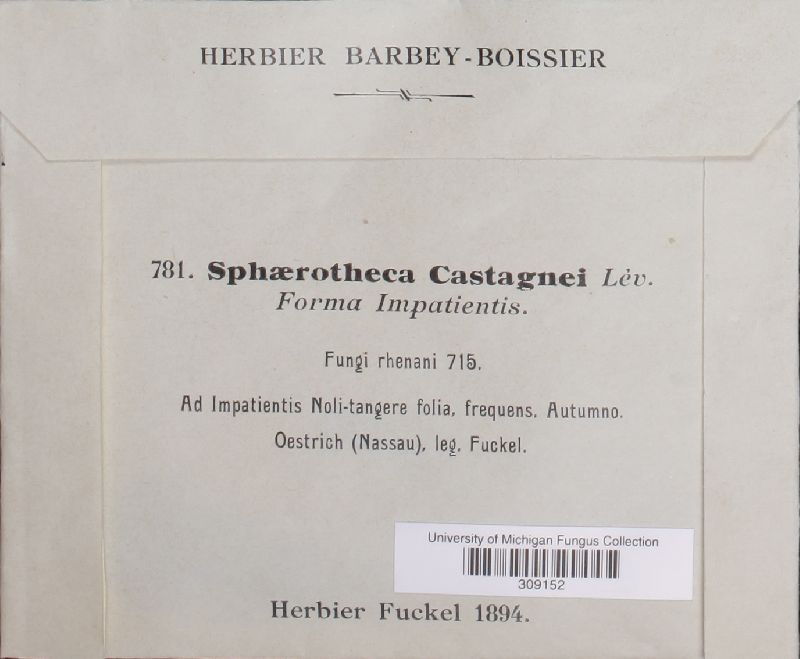Sphaerotheca castagnei f. impatientis image