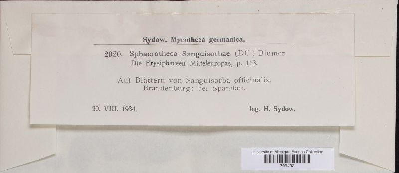Sphaerotheca sanguisorbae image