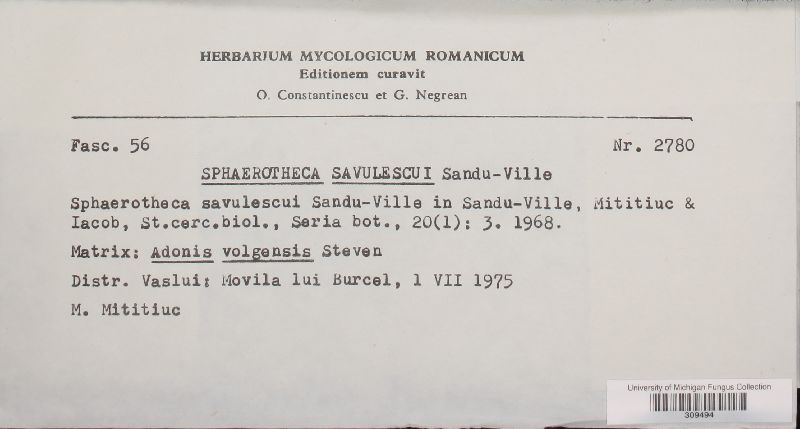 Sphaerotheca savulescui image