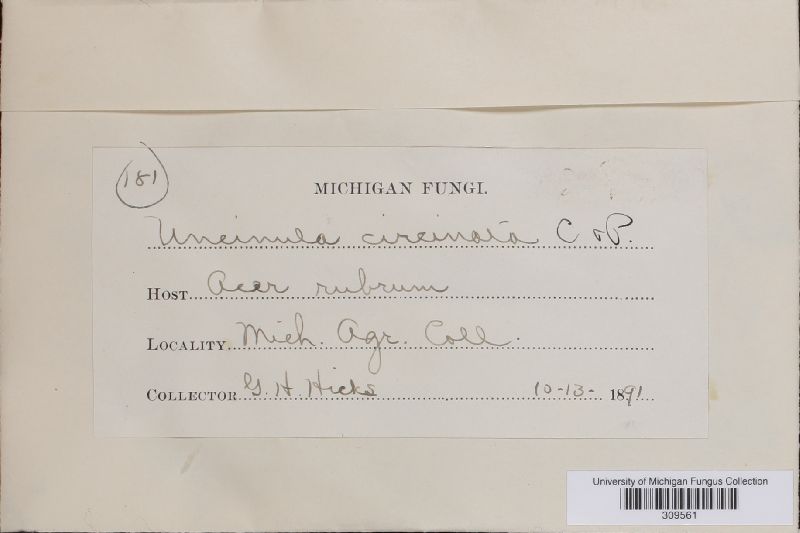Uncinula circinata image