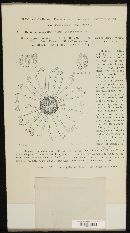 Erysiphe adunca var. adunca image