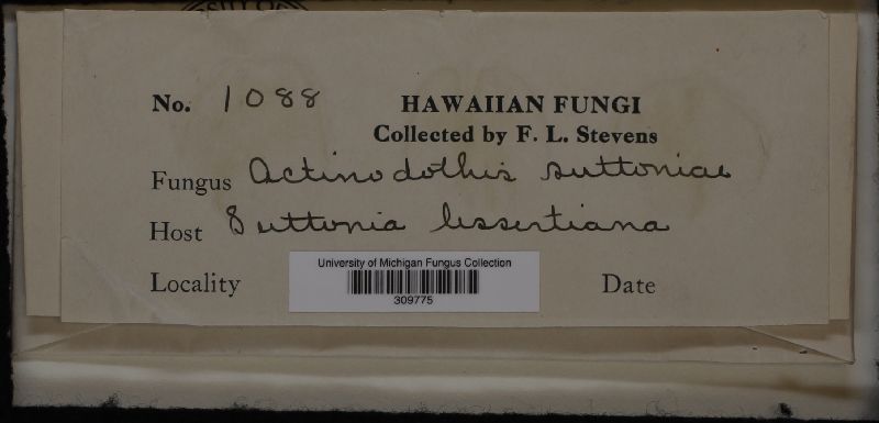 Actinodothis suttoniae image