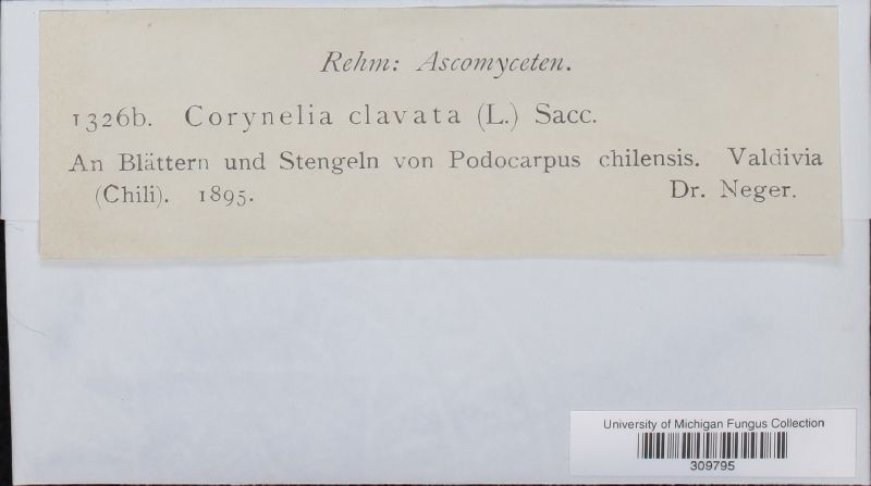 Corynelia clavata image