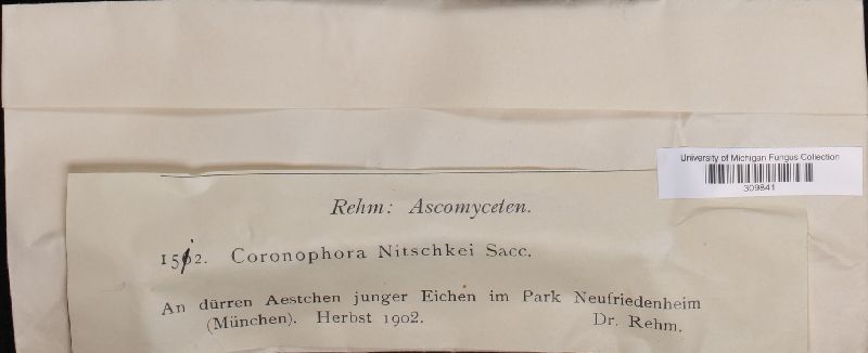 Coronophora nitschkei image