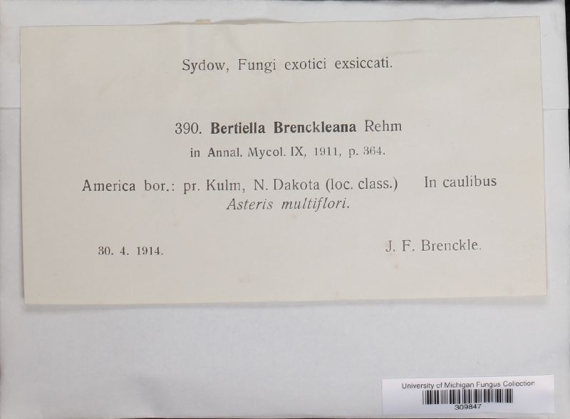 Bertiella brenckleana image