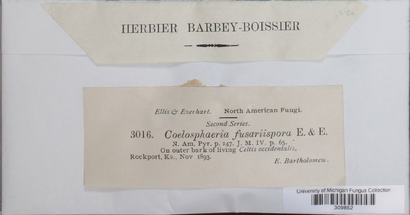 Coelosphaeria fusariospora image