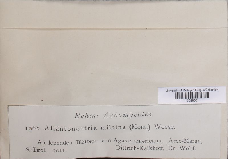 Allantonectria miltina image