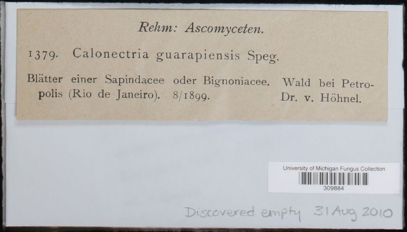 Calonectria guarapiensis image