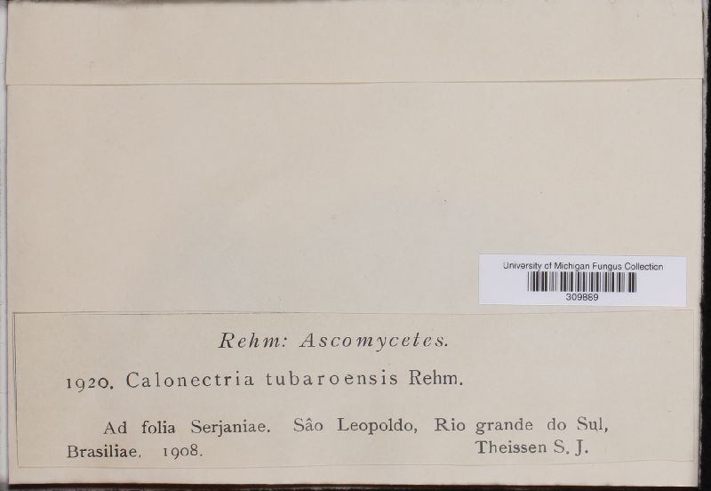 Calonectria tubaroënsis image