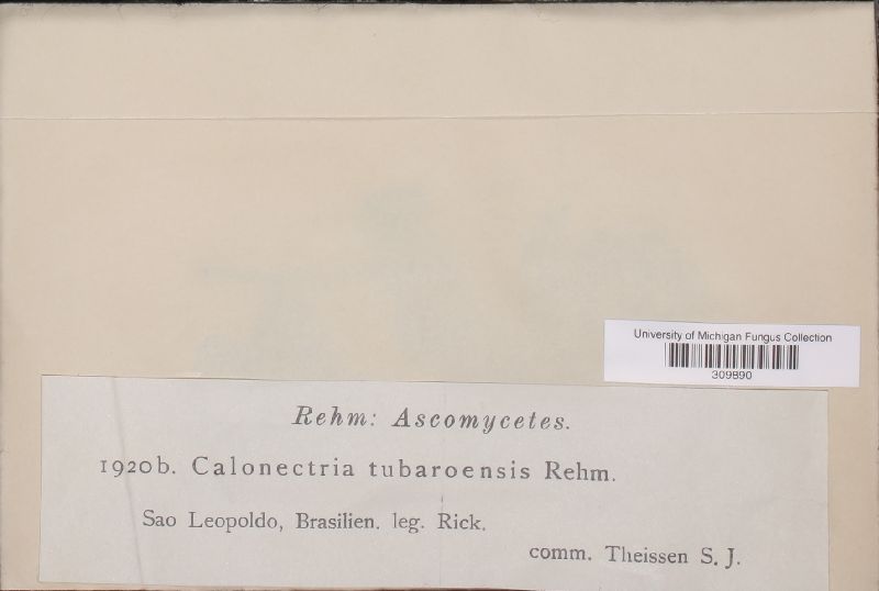 Calonectria tubaroënsis image