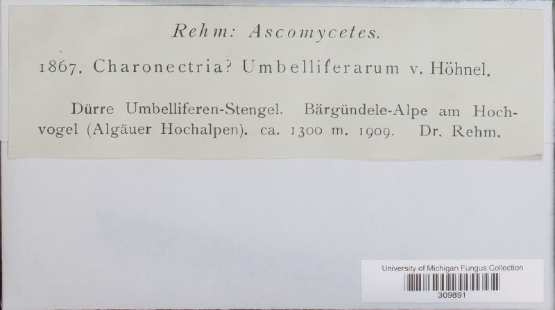 Hyponectriaceae image