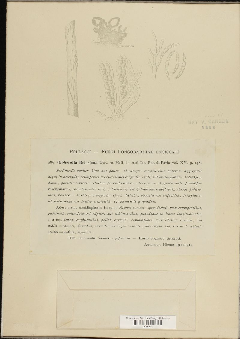 Gibberella briosiana image
