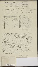 Hypomyces lateritius image