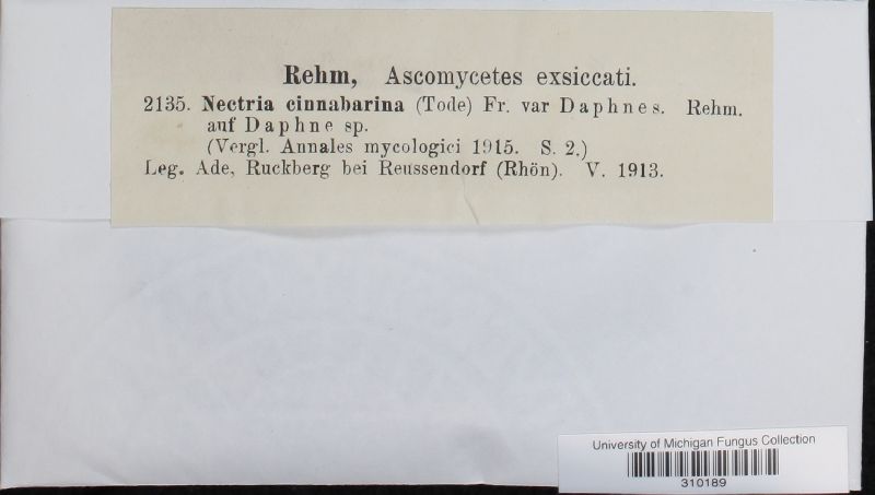Nectria cinnabarina var. daphnes image