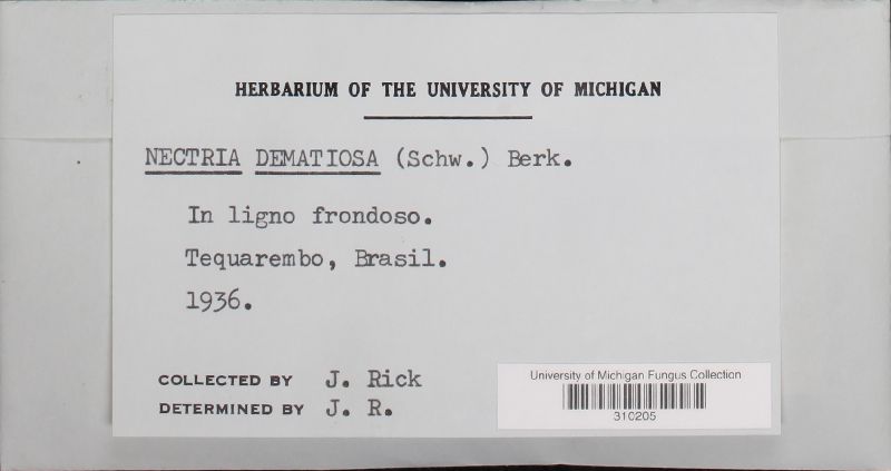 Nectria dematiosa image
