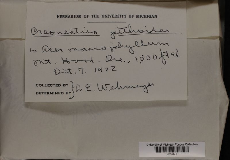 Nectria pithoides image