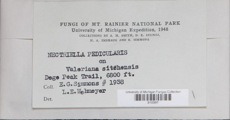 Nectriella pedicularis image