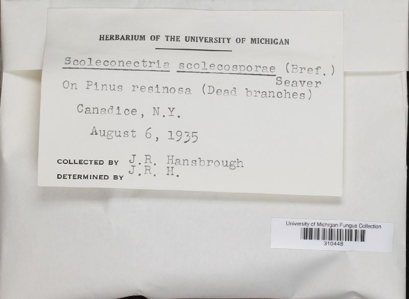 Scoleconectria scolecospora image