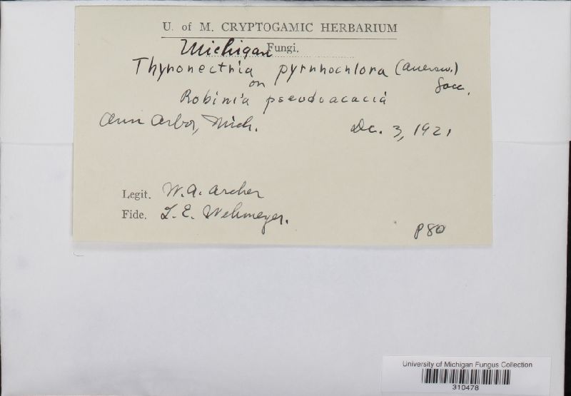 Calonectria pyrrhochlora image
