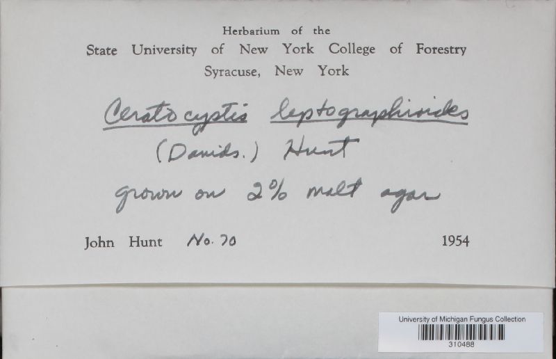 Ceratocystis leptographioides image