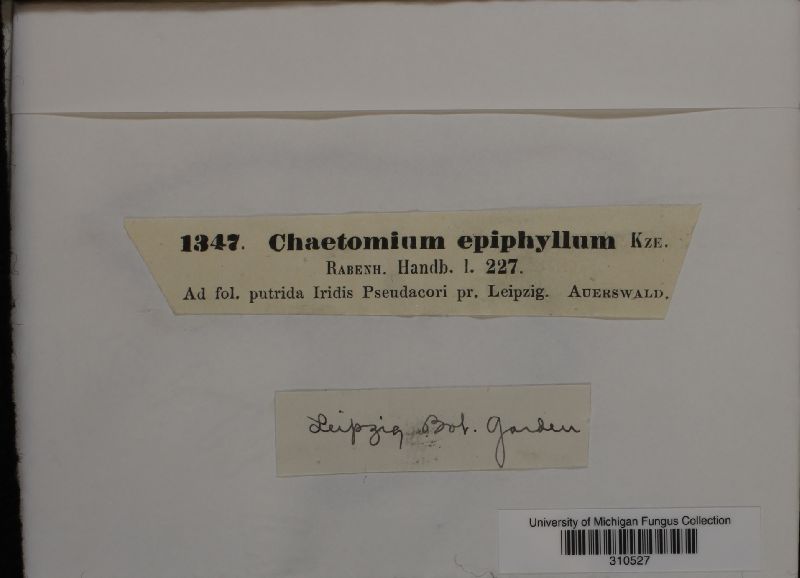 Chaetomium epiphyllum image