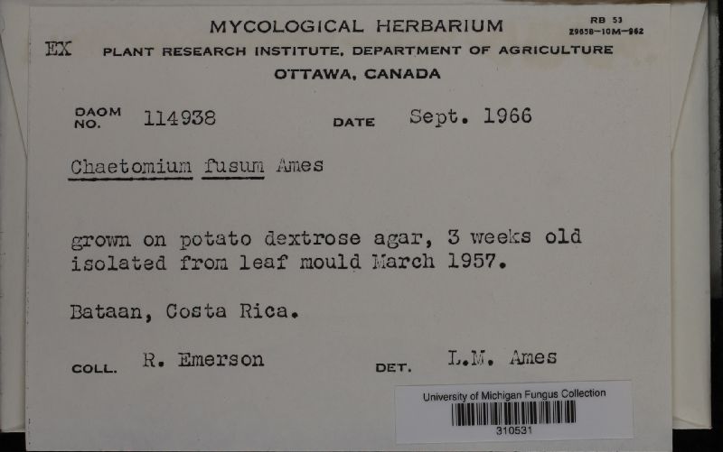 Chaetomium fusum image