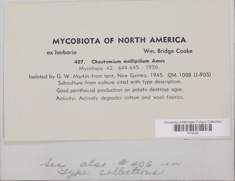 Chaetomium mollipilium image