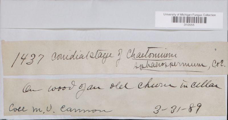 Chaetomium image