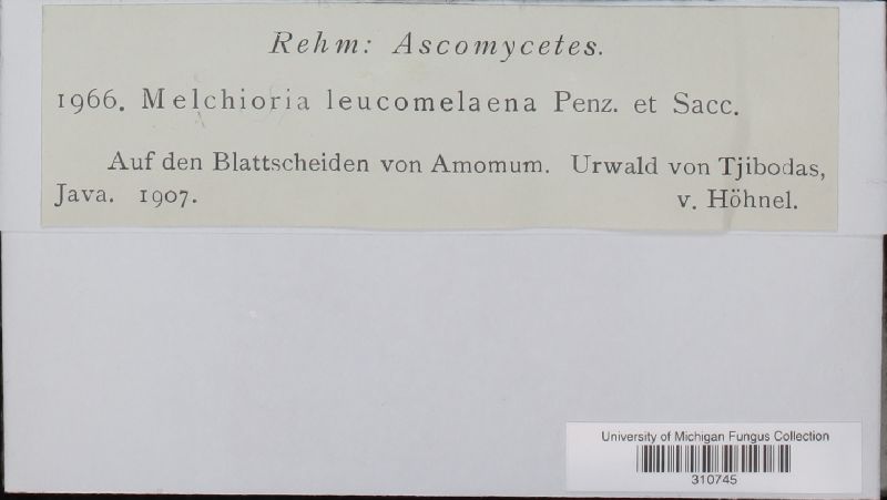 Melchioria leucomelaena image