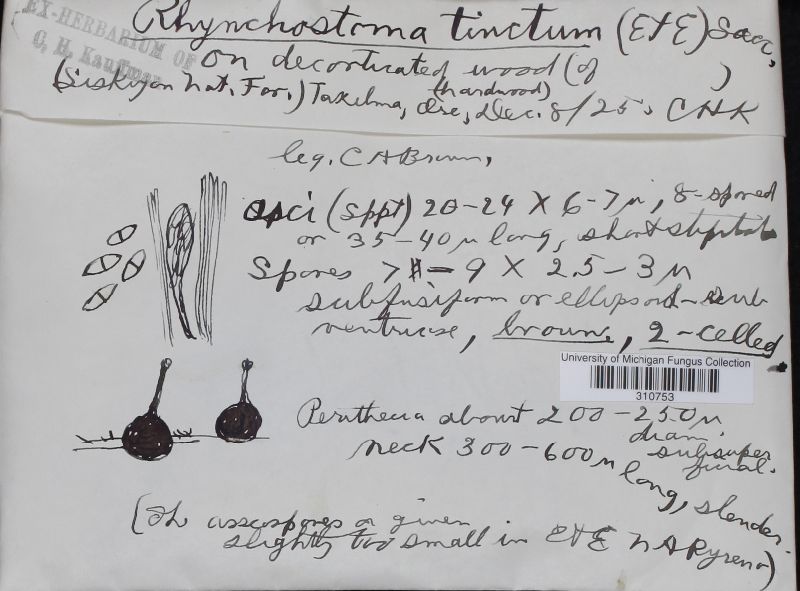 Rhynchostoma tinctum image