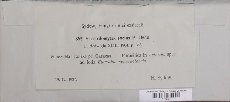 Saccardomyces socius image