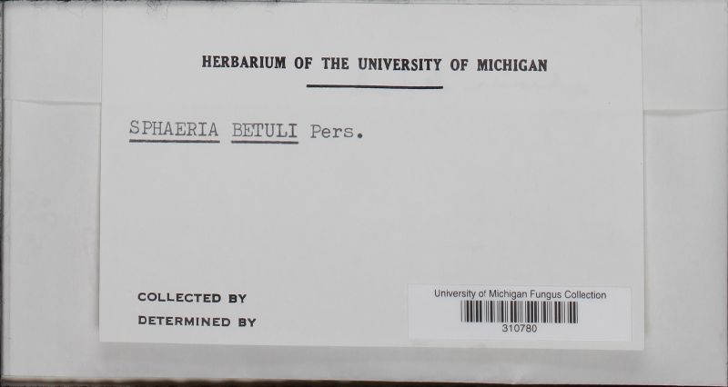 Diaporthe carpini image