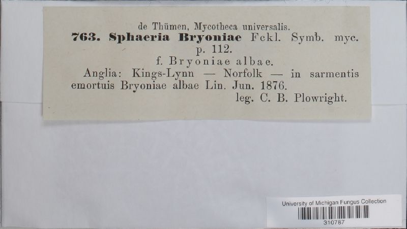 Didymella bryoniae image