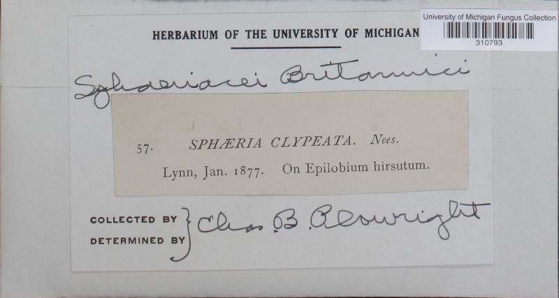 Clypeosphaeria mamillana image