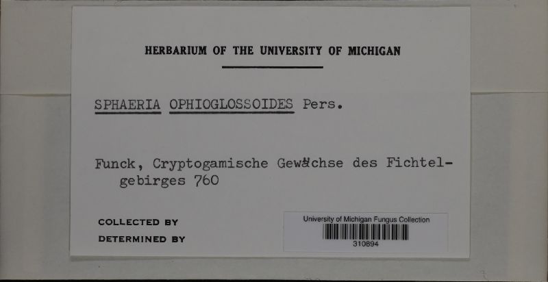 Sphaeria ophioglossoides image