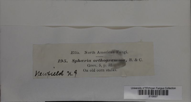 Sphaeria orthogramma image
