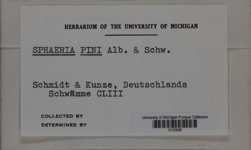 Valsa pini image