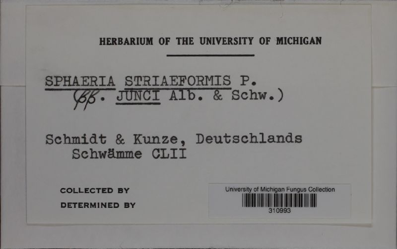 Sphaeria striaeformis image
