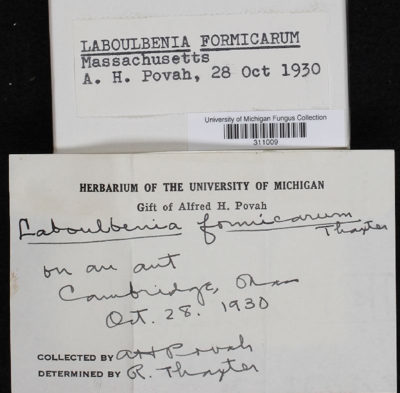 Laboulbenia formicarum image