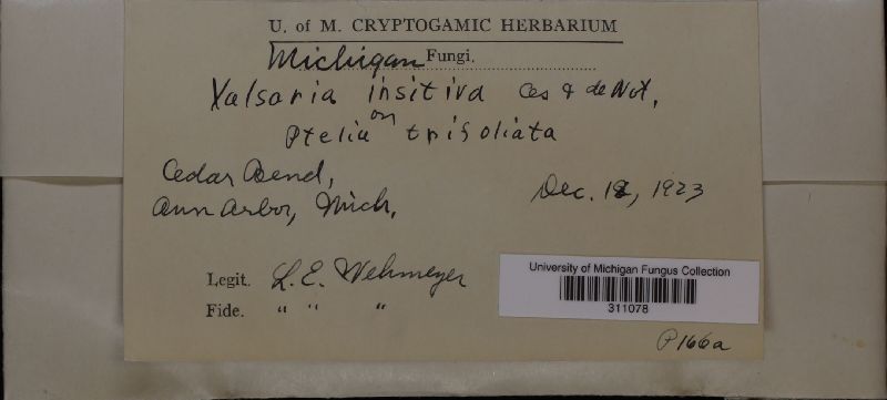 Valsaria insitiva image